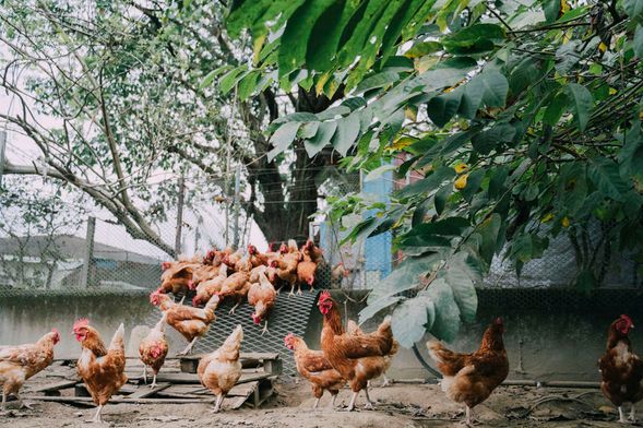 走進人與蛋雞共生的里山生活環境