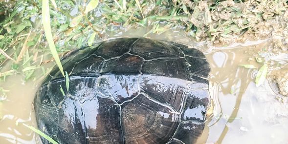 猜猜田裡曾出現哪些動物?