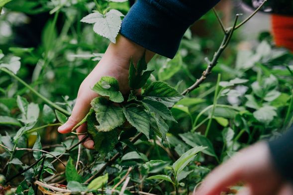 來農場一定要勞動一下,採集雞雞的草點心~