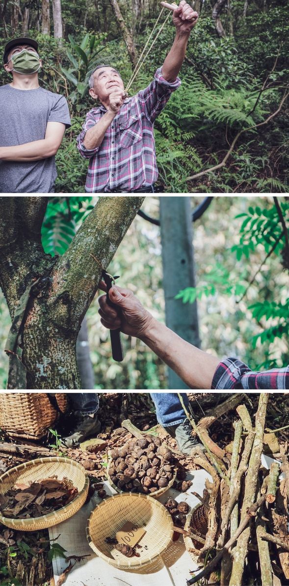 採集山林寶藏,學習客家人的里山智慧