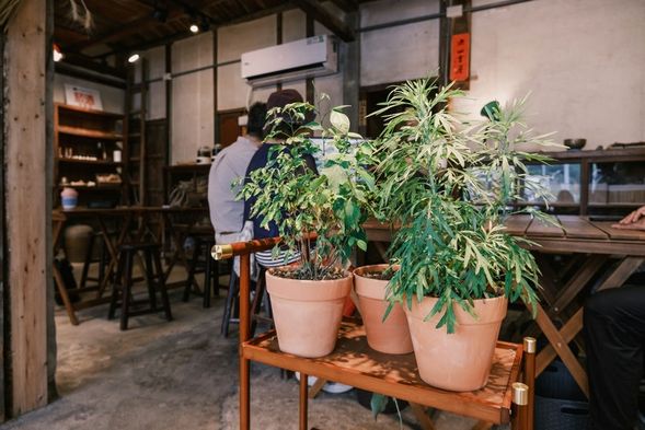 認識客庄生活,山村的植物記憶