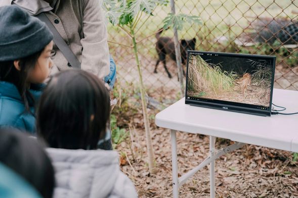 雞農大危機!淺山之王石虎入侵怎麼辦~