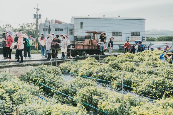 杭菊花田正盛開,等你
