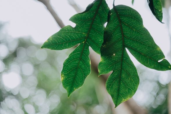 風吹過枝葉縫隙的聲音