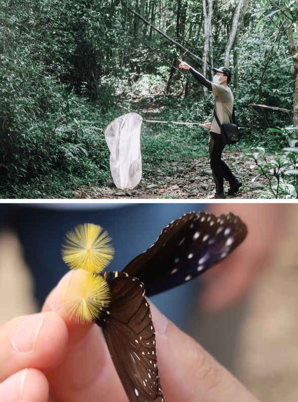 看看空中飛舞的精靈