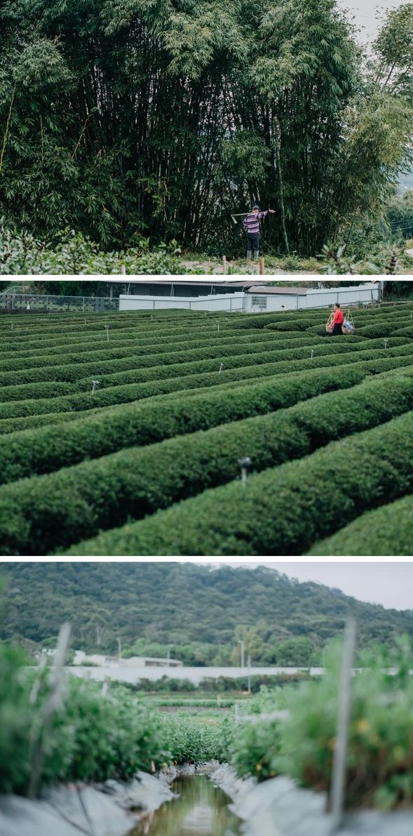 穿越竹林,走過茶園和杭菊梯田
