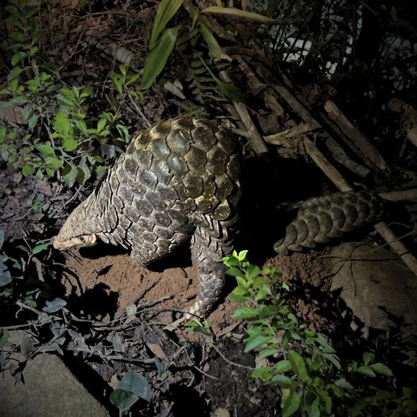 尋覓足跡,拜訪淺山精靈