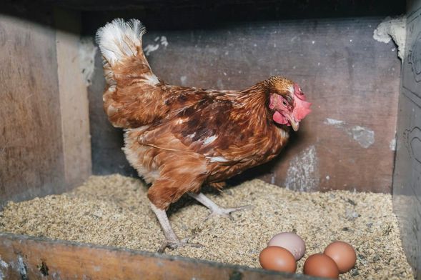 敲敲門,參觀母雞的產房