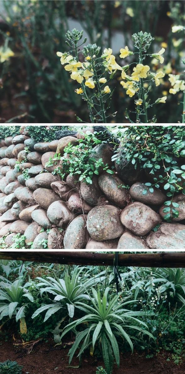 認識菜園和野草,感受大自然賜予