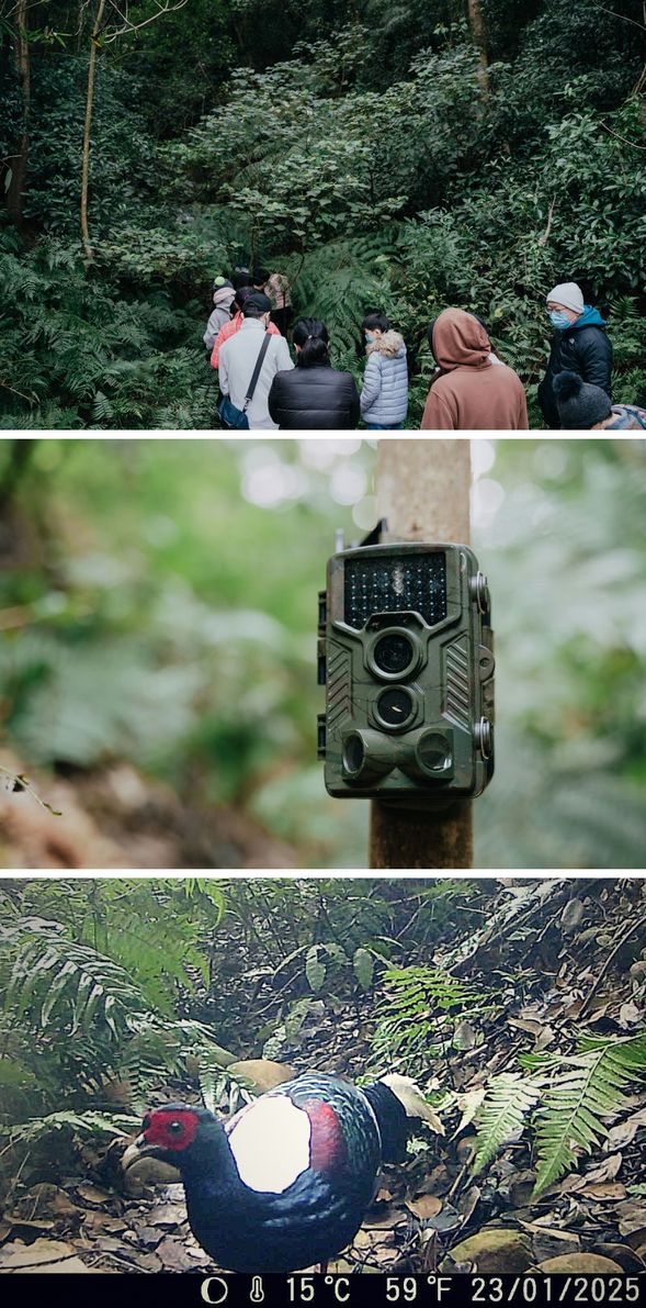 ◖走讀山故事◗ 潛入森林秘境,尋找藍腹鷴、石虎等動物的足跡,觀看攝影記錄