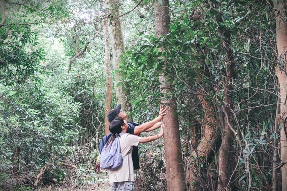 給 予 。 尋找你的森林母樹