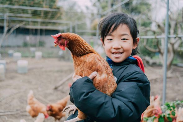 與雞親密接觸,認識雞腿、雞翅、雞胸......(喂~不要只想吃!