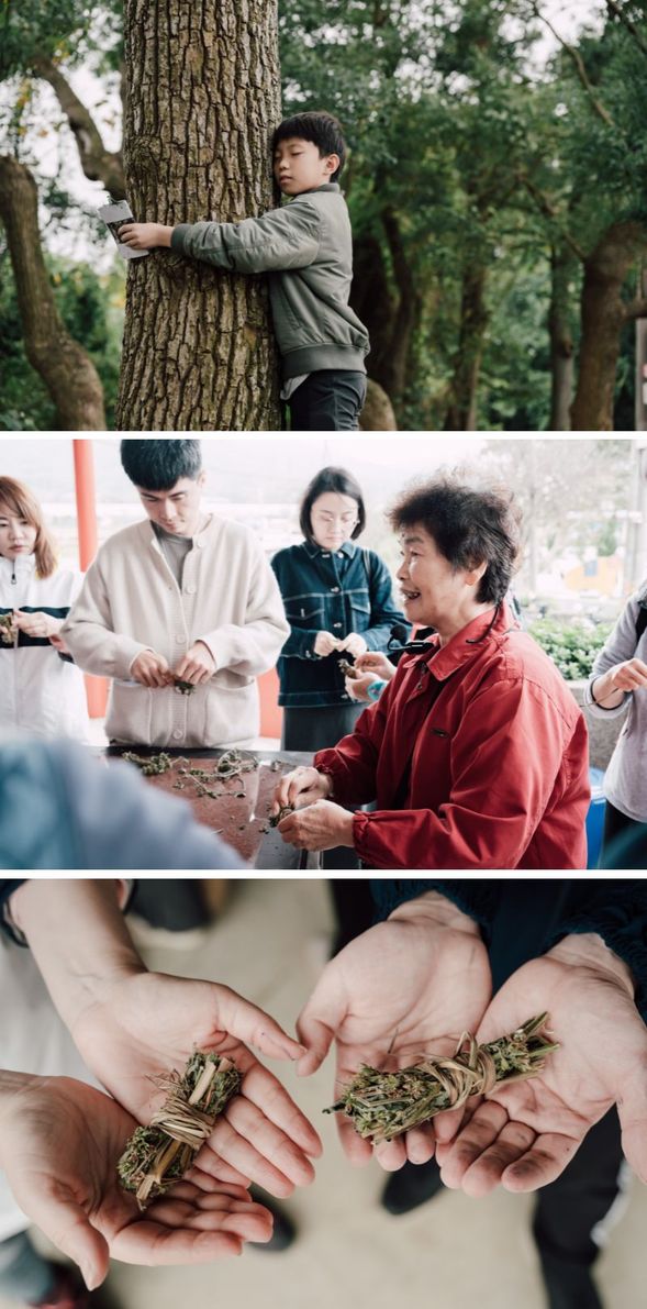 向樟樹爺爺問好,向阿姨學習香草智慧