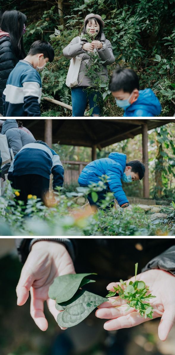 ◖手作花草槌染◗ 山徑中辨識植物,採集花葉素材