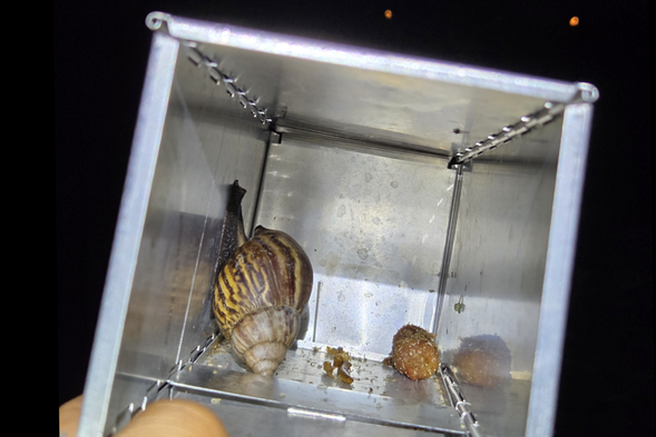 巡視草叢裡的捕鼠陷阱