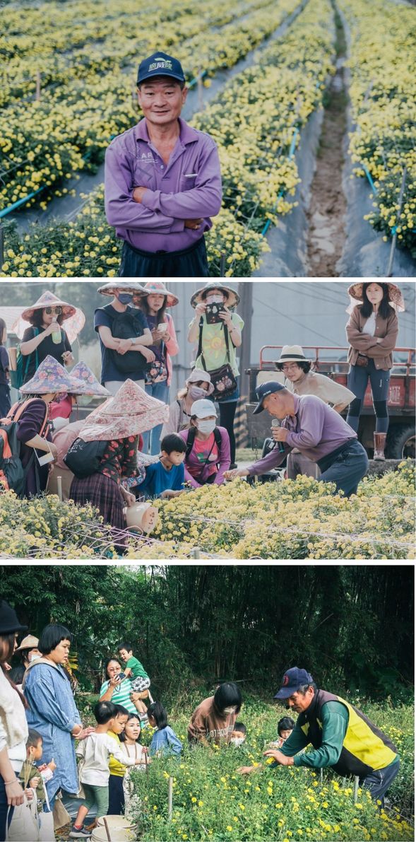 農民變講師,手把手教你採杭菊