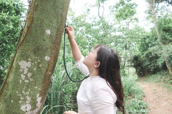 專注傾聽樹的生命之流