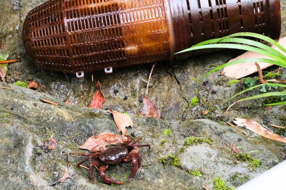 回收蝦籠陷阱,有誰來溪邊作客了呢?