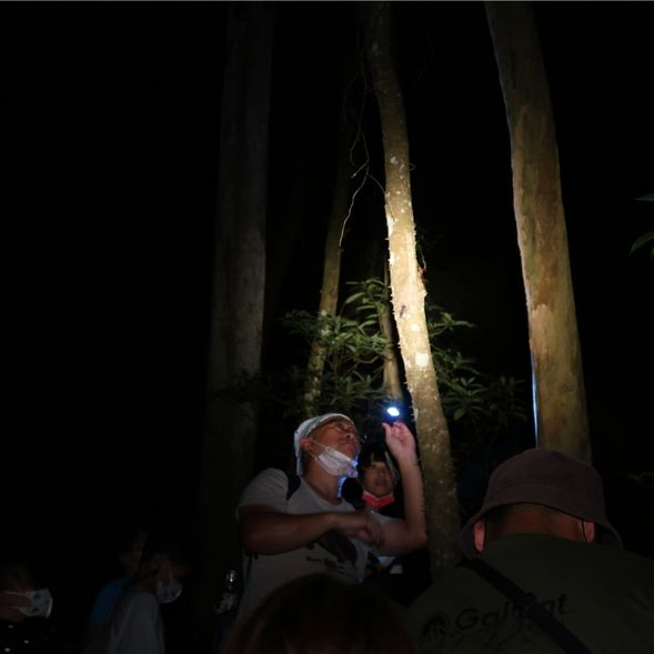 抬頭看,是飛鼠或貓頭鷹?