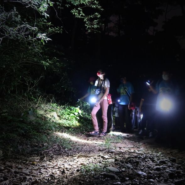 暗夜森林,會遇見那些動物呢?