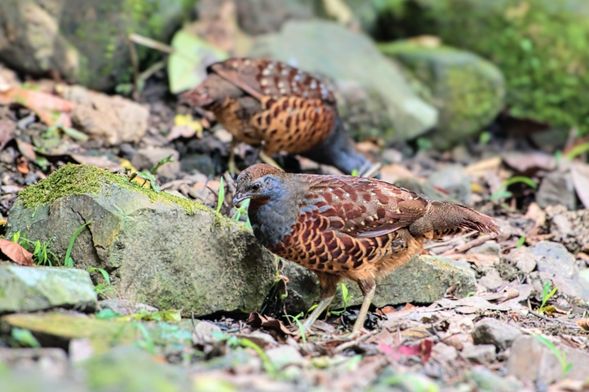 你聽過林子深處「雞狗拐」的叫聲嗎?