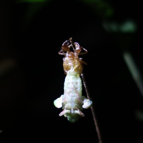 蟬蛻,悄悄上演的生態歷程