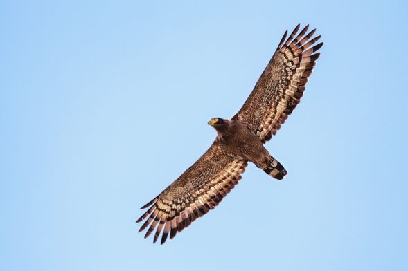 或是來自青空的王者呼嘯