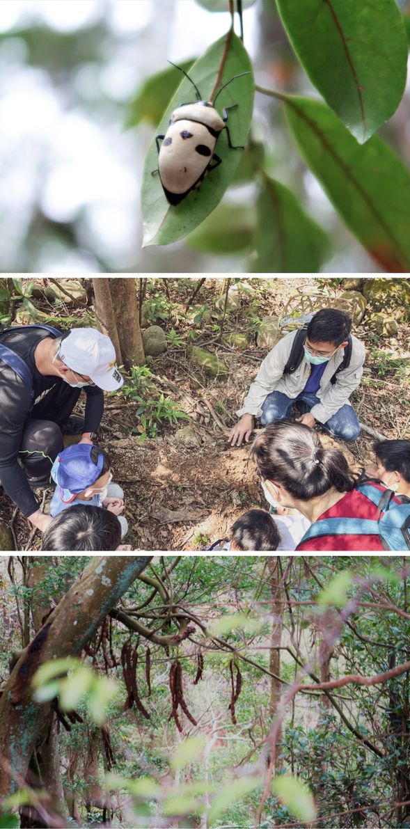 自然講師帶領,觀察森林的千姿百態