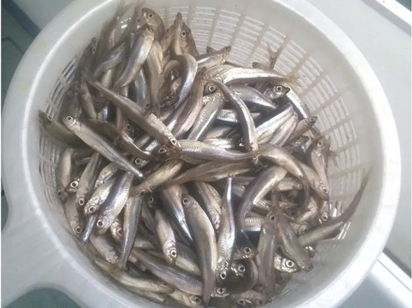 当たり日にはこんなにたくさん釣れることも!新鮮なワカサギを持ち帰れます。