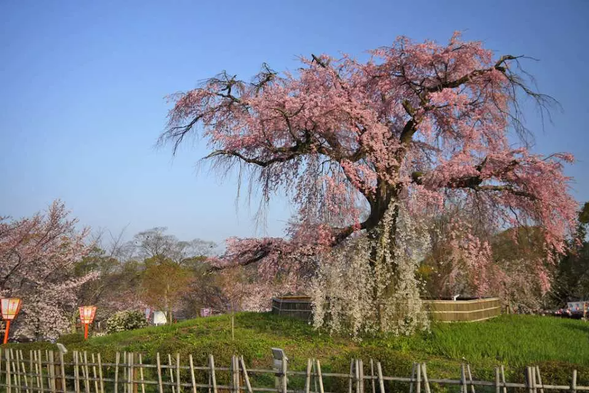 円山公園(祇園しだれ桜ほか八坂神社の参拝など自由散策120分)