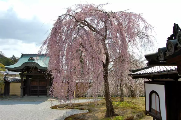 高台寺で白砂の庭園の枝垂れ桜を堪能 (45分)