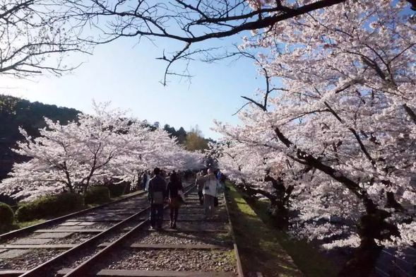 蹴上インクラインの桜