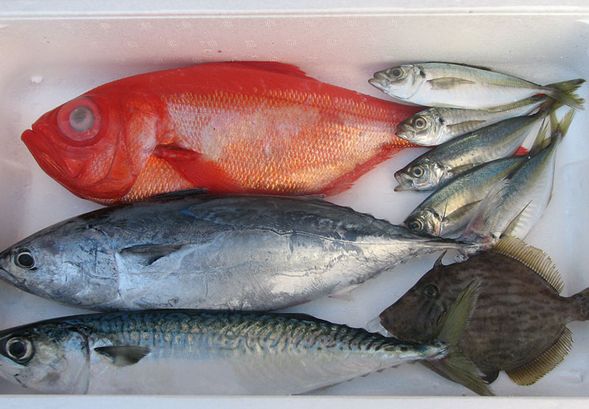 釣れるお魚はマダイ、イサキ、アジ、シマアジ、イシダイなど!(釣竿、えさ(オキアミ)、クーラーを無料でお貸し出ししています)
