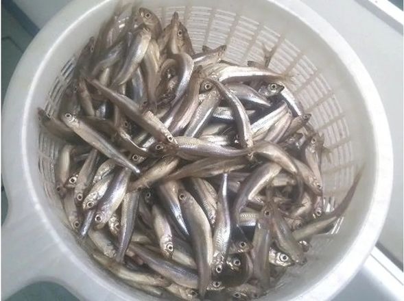 こんなに釣れる日も!?
当たり日にはこんなにたくさん釣れることも!新鮮なワカサギを持ち帰れます。