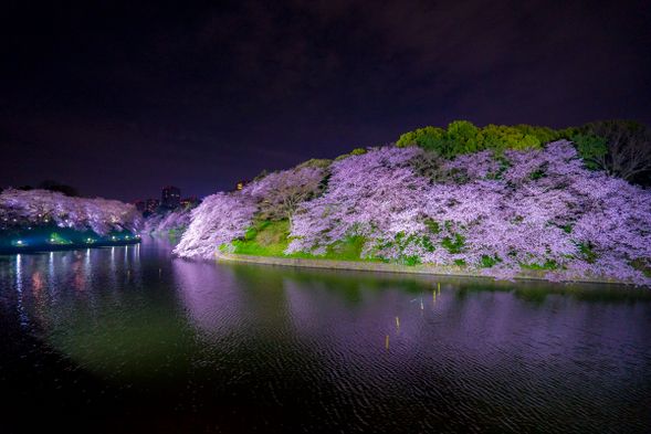 東京・目黒川エリアの桜(写真は参考です)