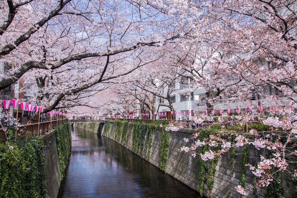 東京・目黒川エリアの桜(写真は参考です)