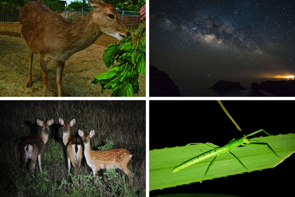 夜間生態導覽(夜訪梅花
鹿)