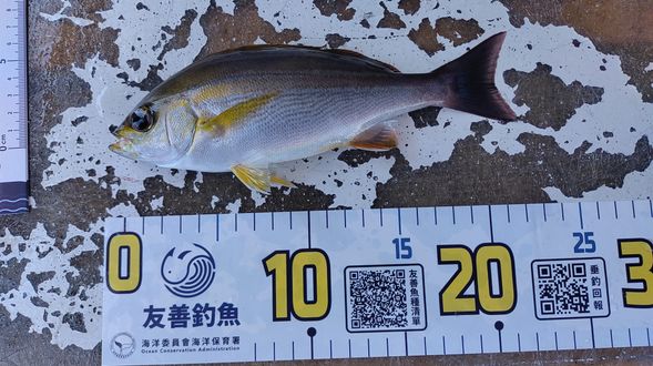 放小魚,釣大魚。