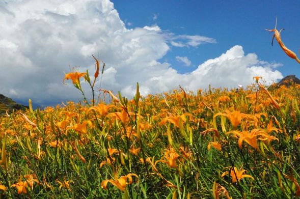 2020金針花季這樣玩》花蓮台東賞花行程懶人包、交通接駁車、民宿推薦全攻略 - 第13張圖 早起的人而可以前往金針花田拍照漫步