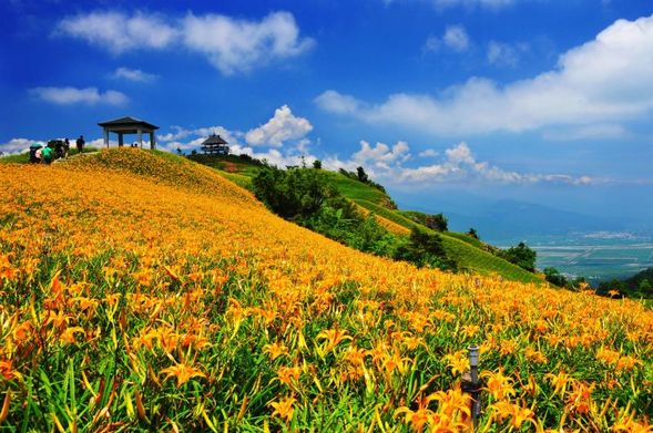 2020金針花季這樣玩》花蓮台東賞花行程懶人包、交通接駁車、民宿推薦全攻略 - 第9張圖 專接接往六十石山 (亮點賞花及拍照)