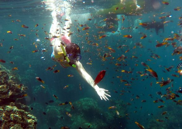 探索秘密海底花園~珊瑚礁及七彩檳紛的海底世界
