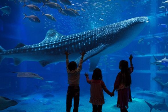 建議行程-大阪海遊館