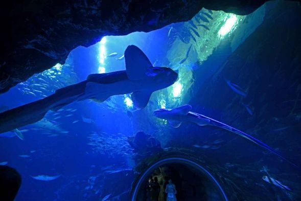 水原韓華水族館aquaplanet