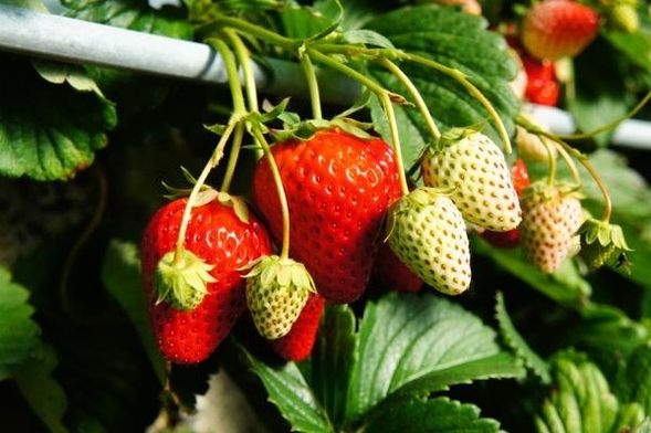 季節限定「採草莓」