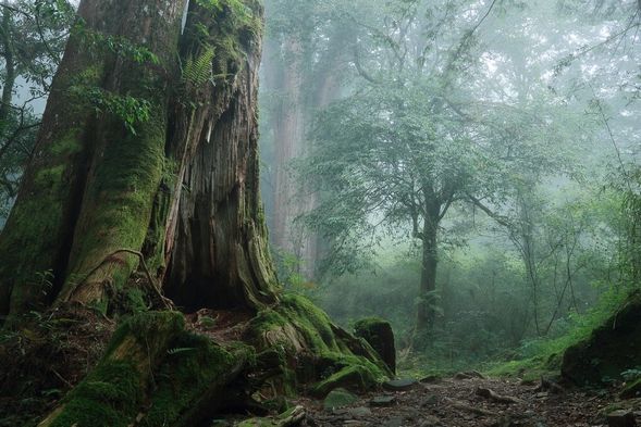 阿里山國家森林遊樂區
