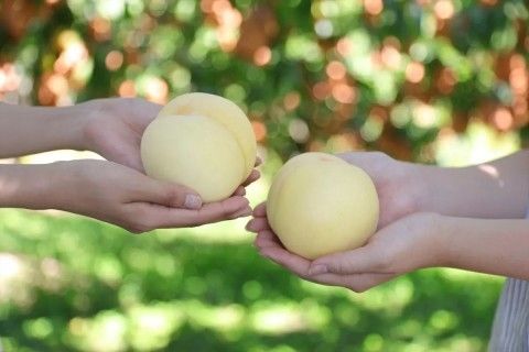 採果體驗-白桃
