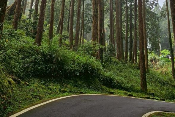 阿里山國家森林遊樂區散策