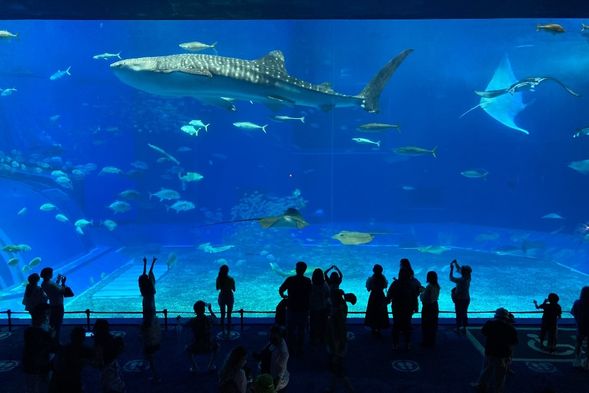 沖繩美麗海水族館(含門票)