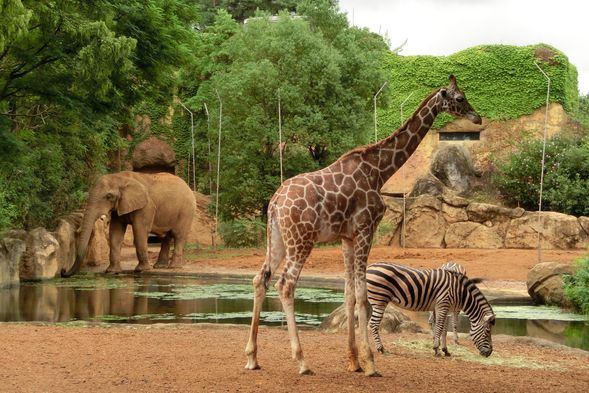仙台八木山動物園