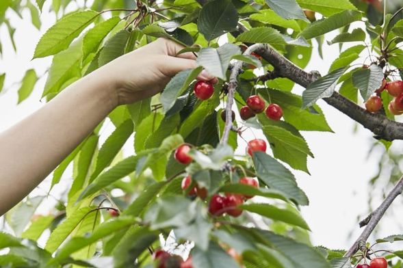 余市採果體驗(櫻桃)